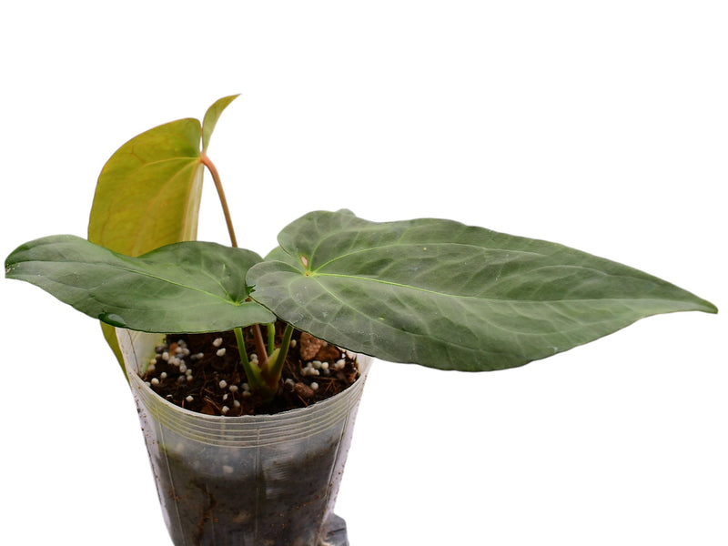 Anthurium David Dreams