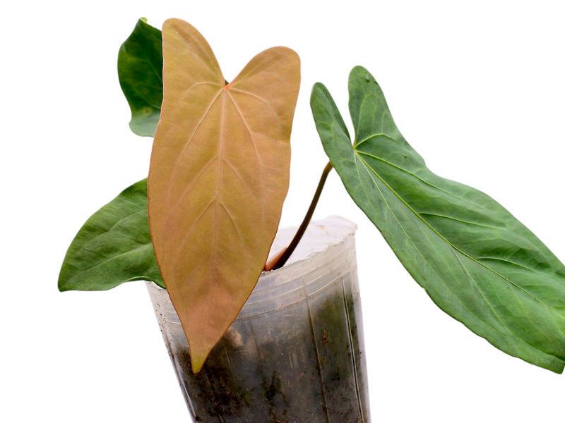 Anthurium David Dreams
