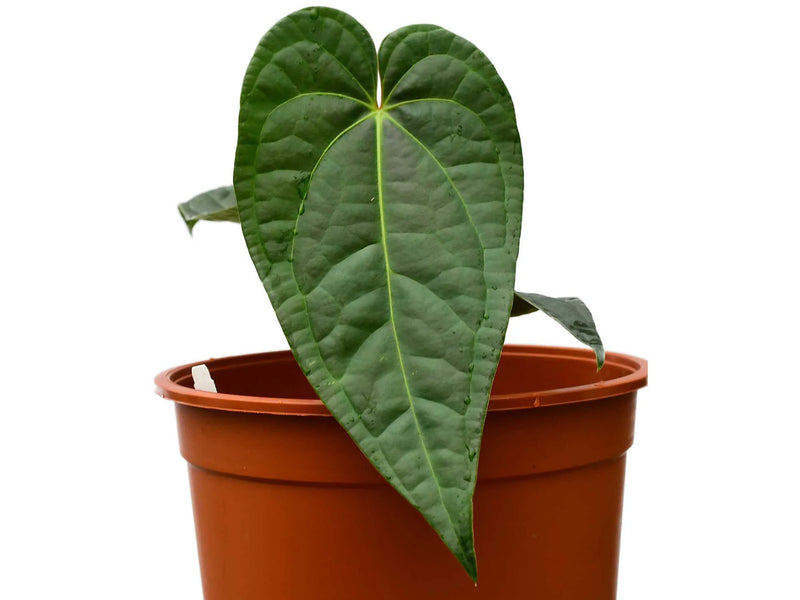 anthurium 59 de lier Anthurium David Portilla Dreams — Ecuagenera Orquídeas del Ecuador