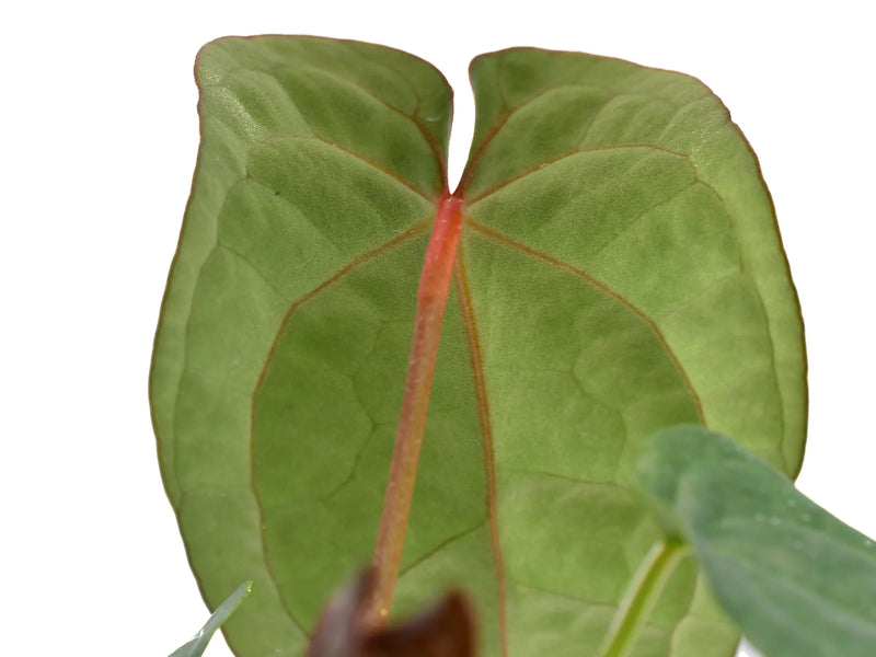 Anthurium David Portilla Dreams 'Fantasy' inverse crossing