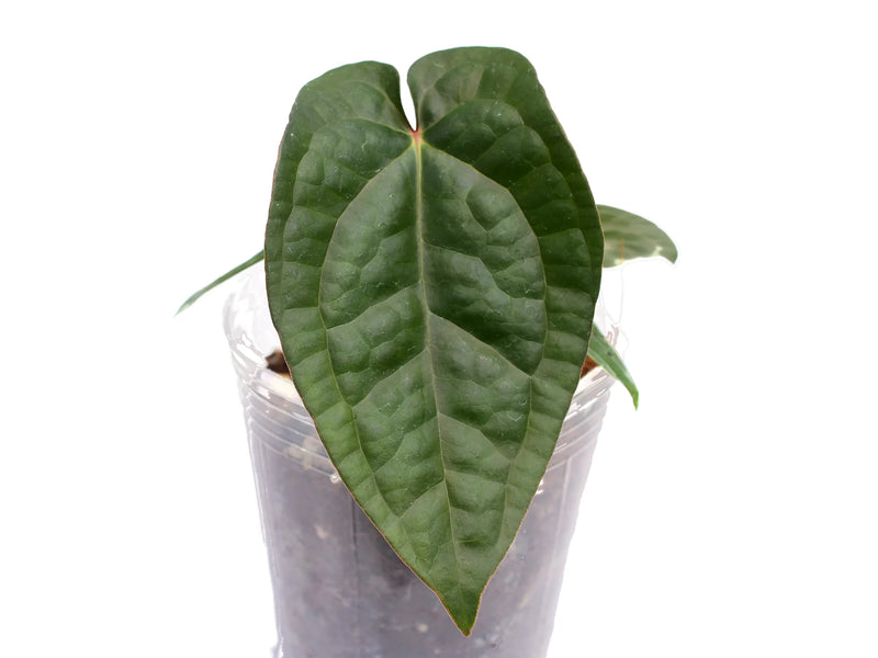 Anthurium David Portilla Dreams 'Fantasy' inverse crossing