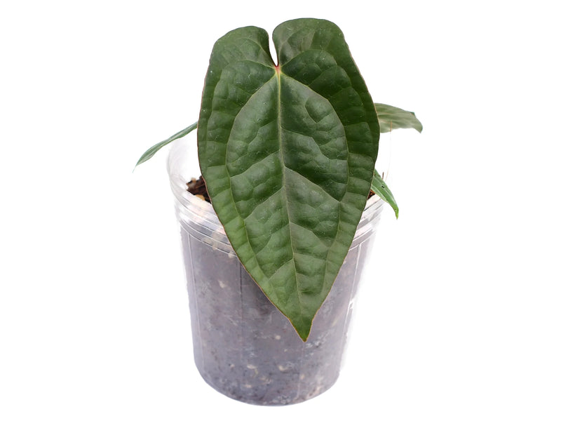 Anthurium David Portilla Dreams 'Fantasy' inverse crossing