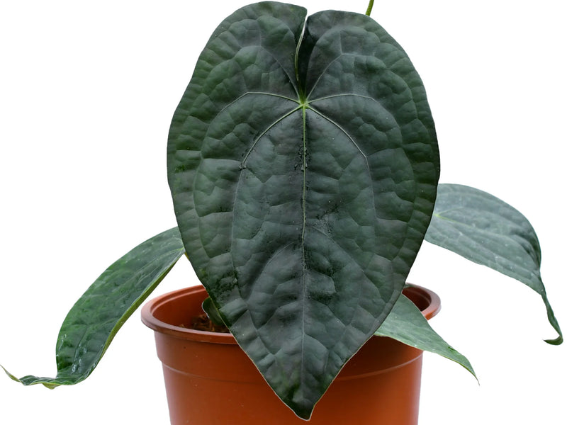 anthurium portilla dreams Anthurium David Portilla Dreams