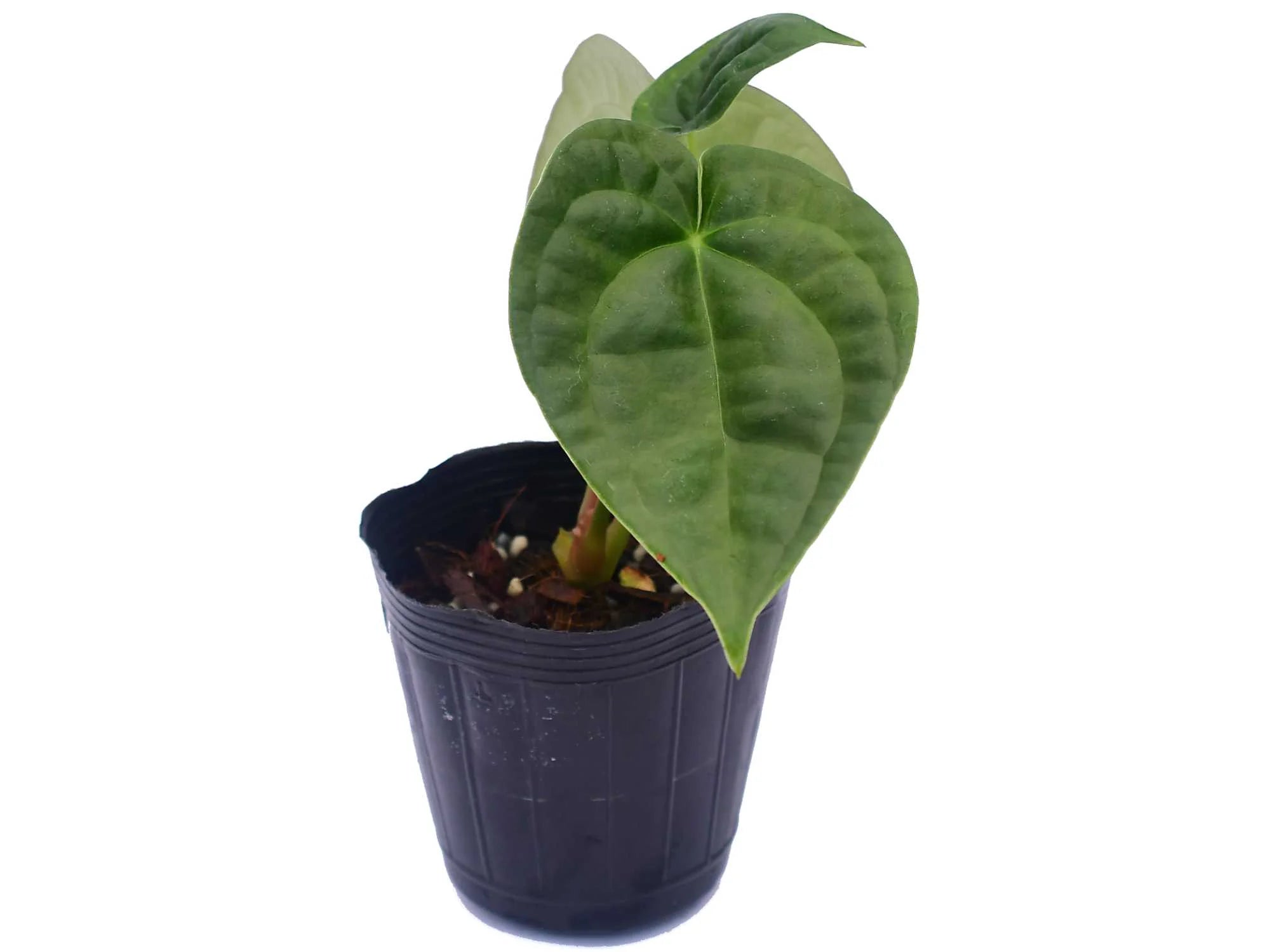 anthurium portilla dreams Anthurium David Portilla Dreams (seedling)