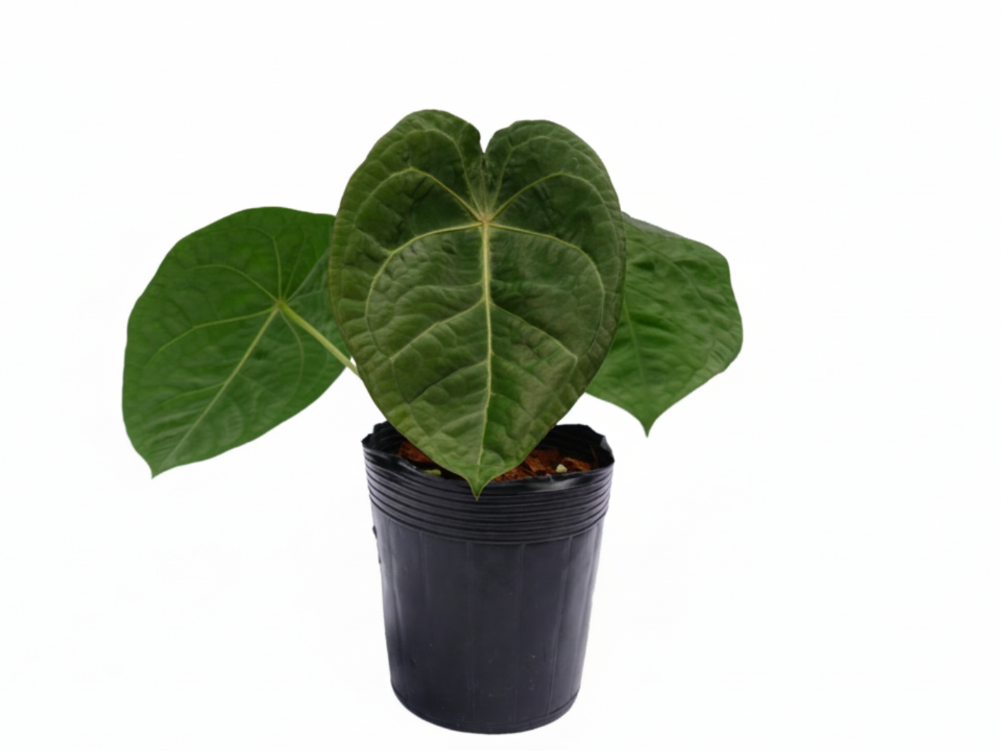anthurium david portilla dreams Anthurium Louis Forget
