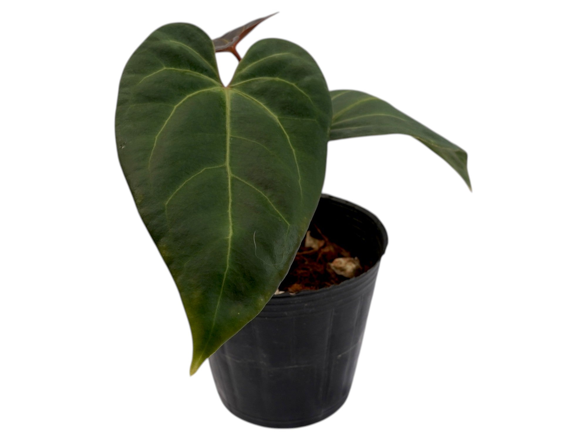 Anthurium Diana's Imagination