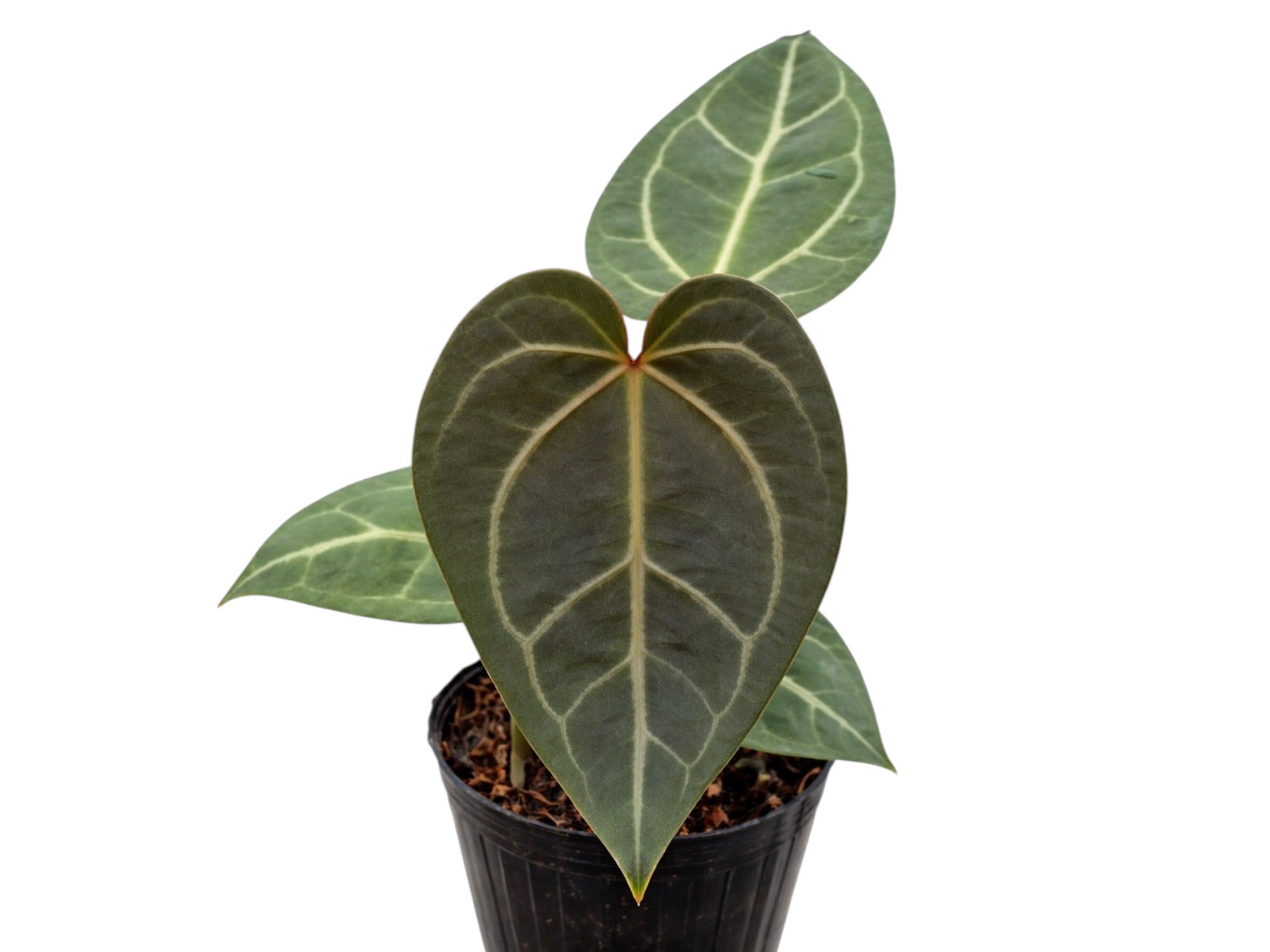 Anthurium Dr. Block x Red Crystal NSE — Ecuagenera Orquídeas del