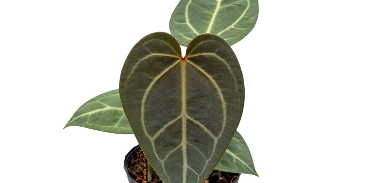 ★at クイーンズヘナRED 4袋 Anthurium Dr. Block x Red Crystal NSE — Ecuagenera Orquídeas del