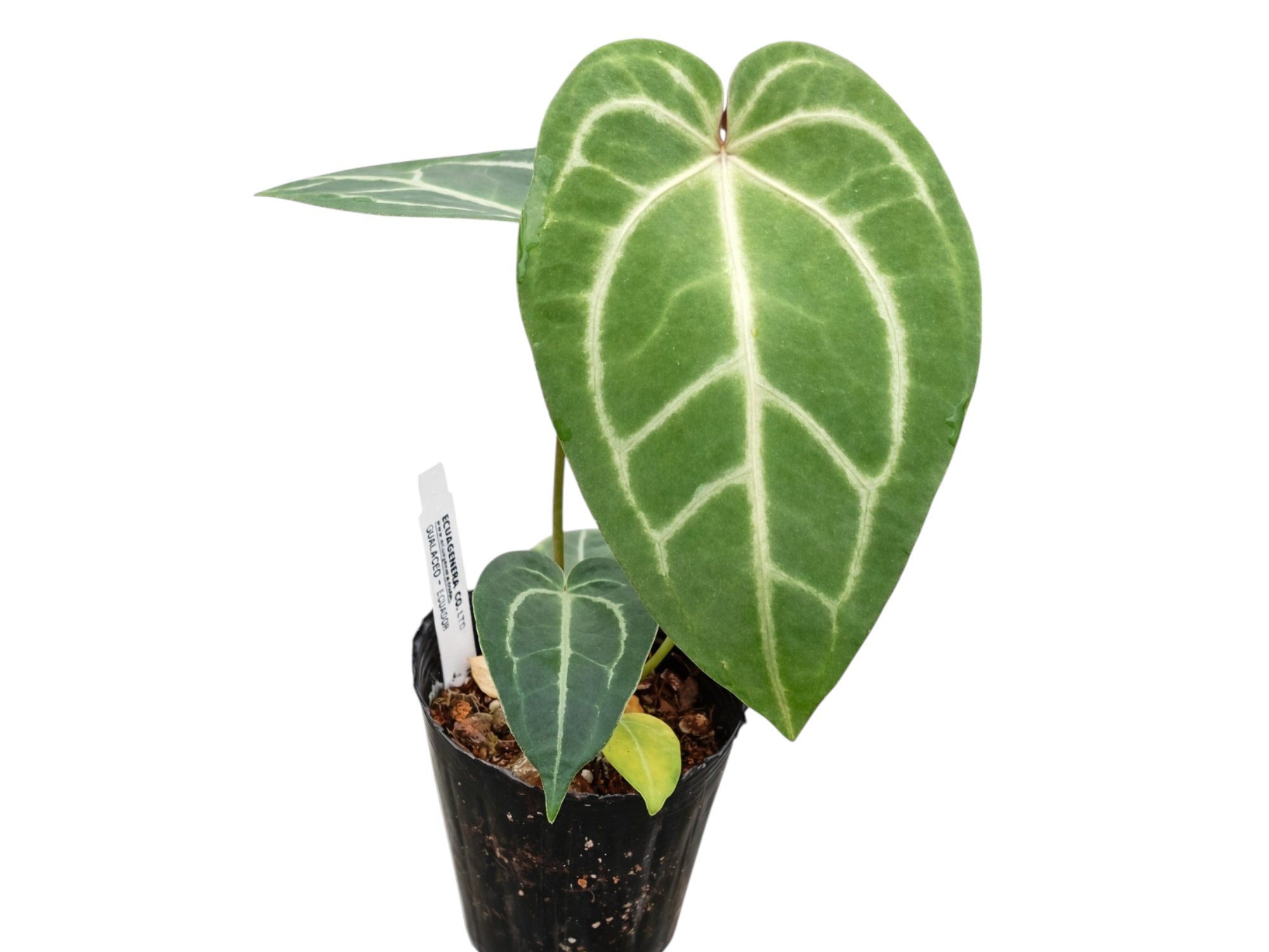 Anthurium Dr. Block x Red Crystal NSE — Ecuagenera Orquídeas del