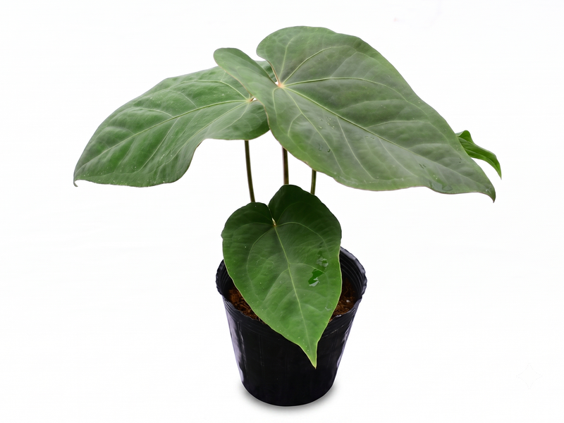 Anthurium Dr. Block x Red Crystal NSE 'Hibrido'