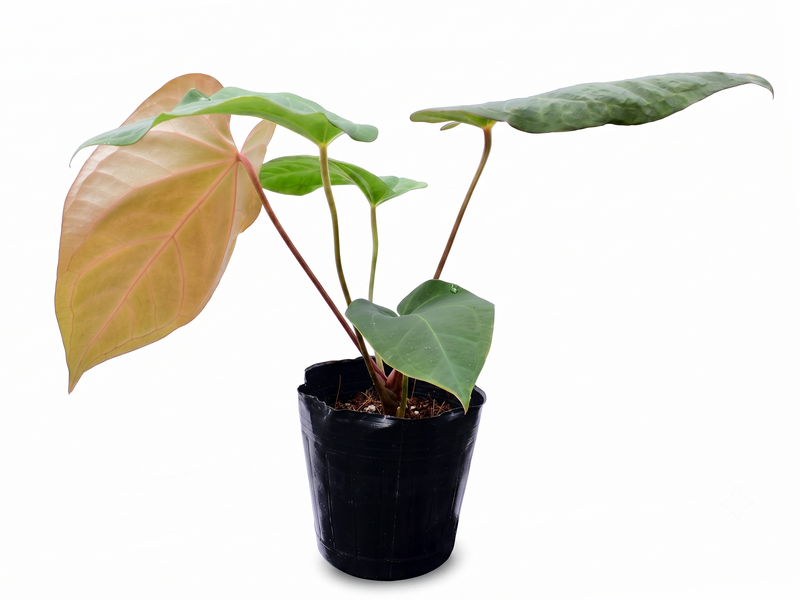 Anthurium Dr. Block x Red Crystal NSE 'Hibrido'