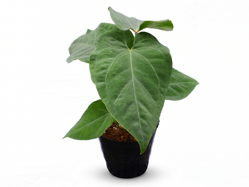 Anthurium Dr. Block x Red Crystal NSE 'Hibrido'