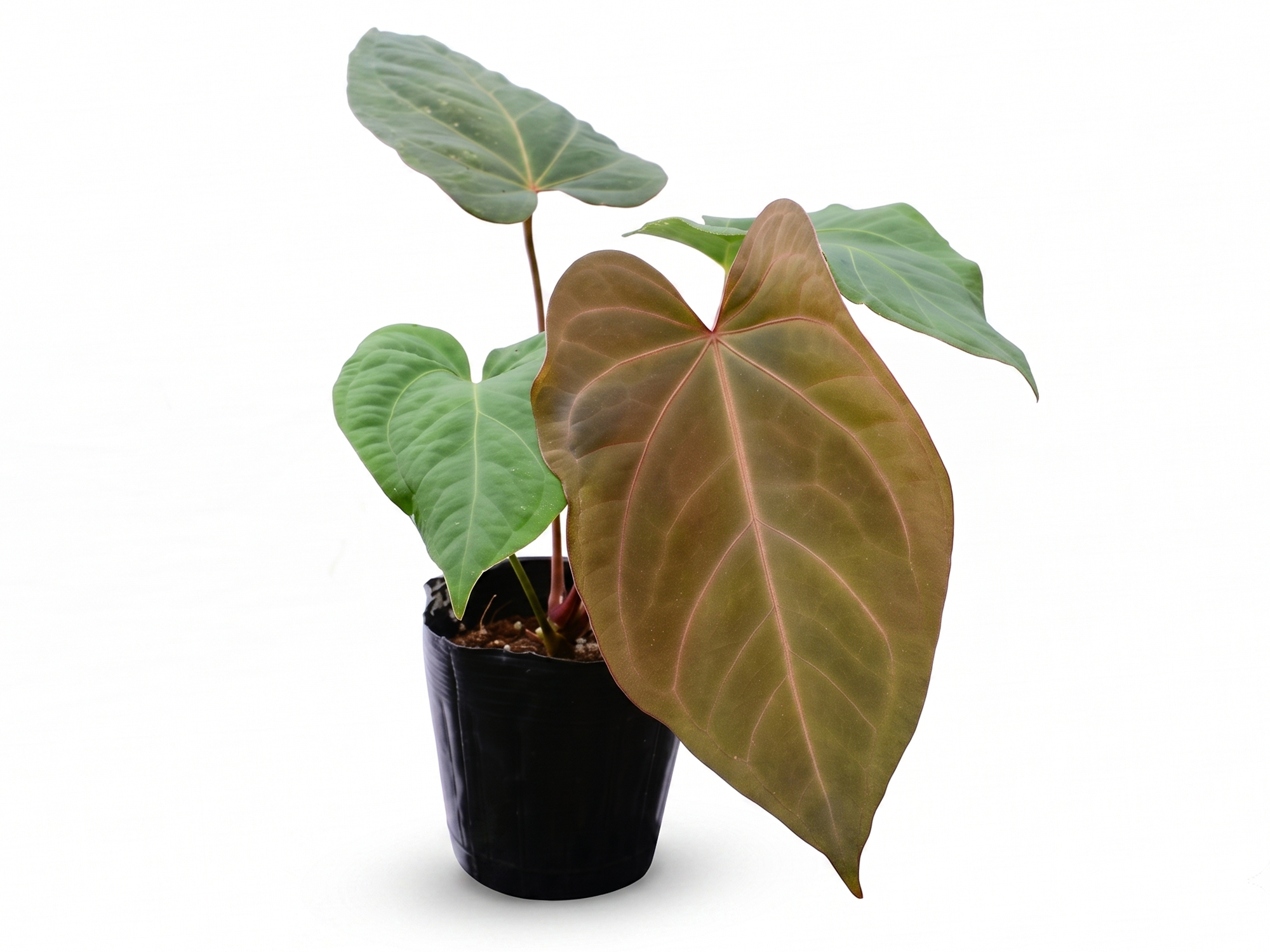Anthurium Dr. Block x Red Crystal NSE 'Hibrido'