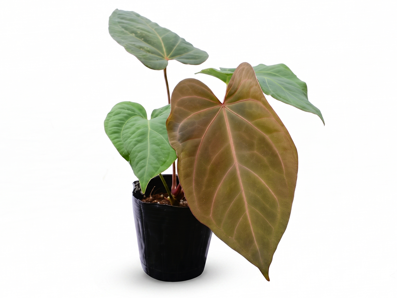 Anthurium Dr. Block x Red Crystal NSE 'Hibrido'