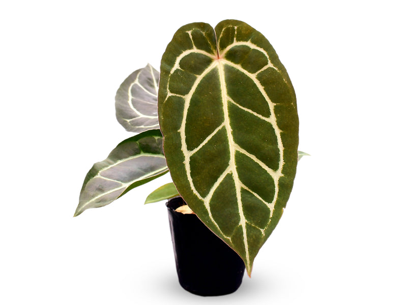 Anthurium Dr. Block x Red Crystal NSE x (Anth. carlablackiae)