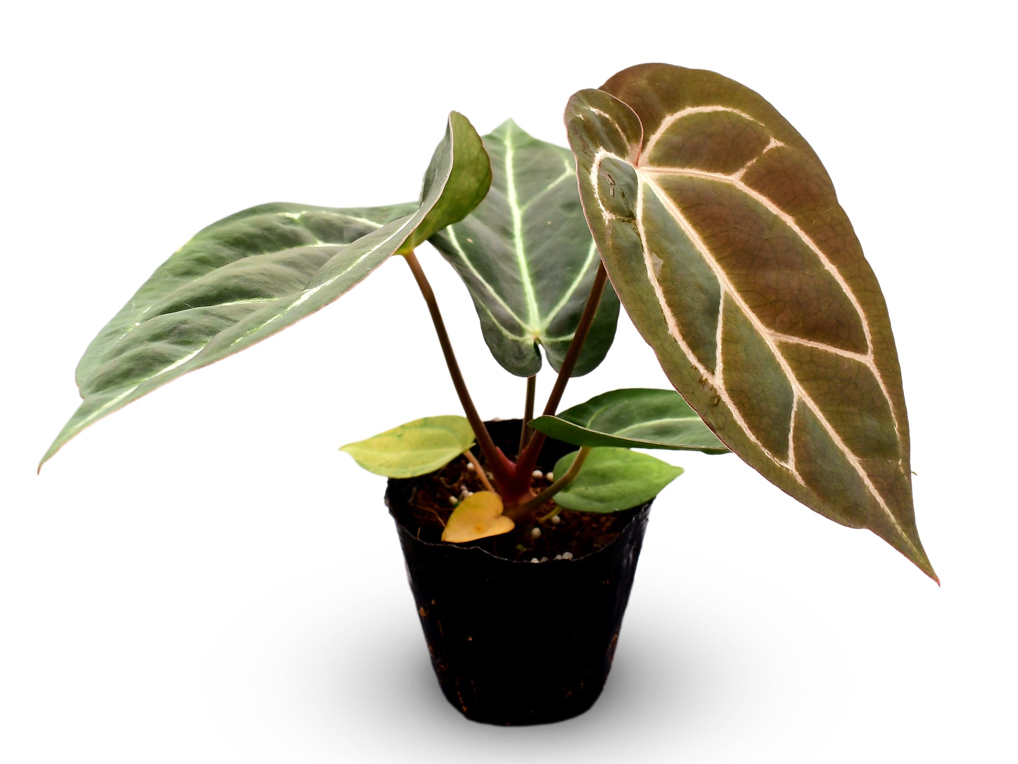 Anthurium Dr. Block x Red Crystal NSE x (Anth. carlablackiae)