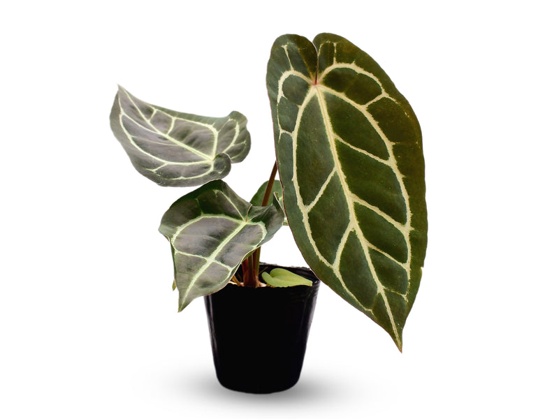 Anthurium Dr. Block x Red Crystal NSE x (Anth. carlablackiae)