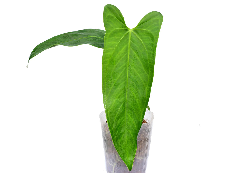 Anthurium Dr. Kiat Tan