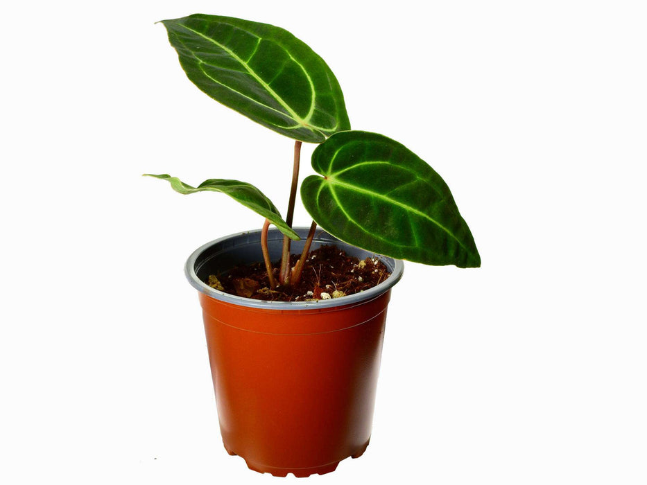 Anthurium Dr. Tom Croat (seedling)