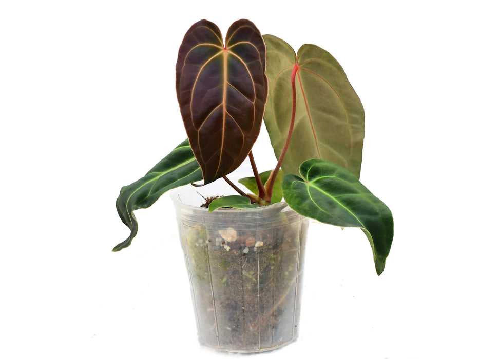 Anthurium Dr. Tom Croat 'Inverse crossing'