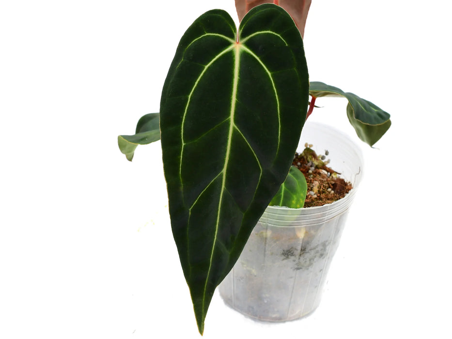 Anthurium Dr. Tom Croat 'Inverse crossing'