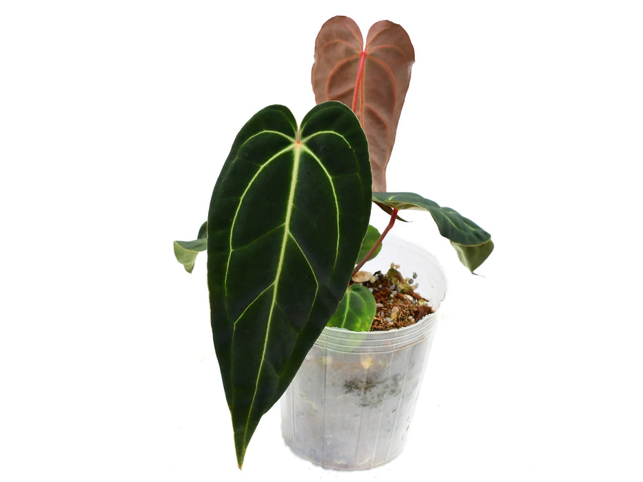 Anthurium Dr. Tom Croat 'Inverse crossing'