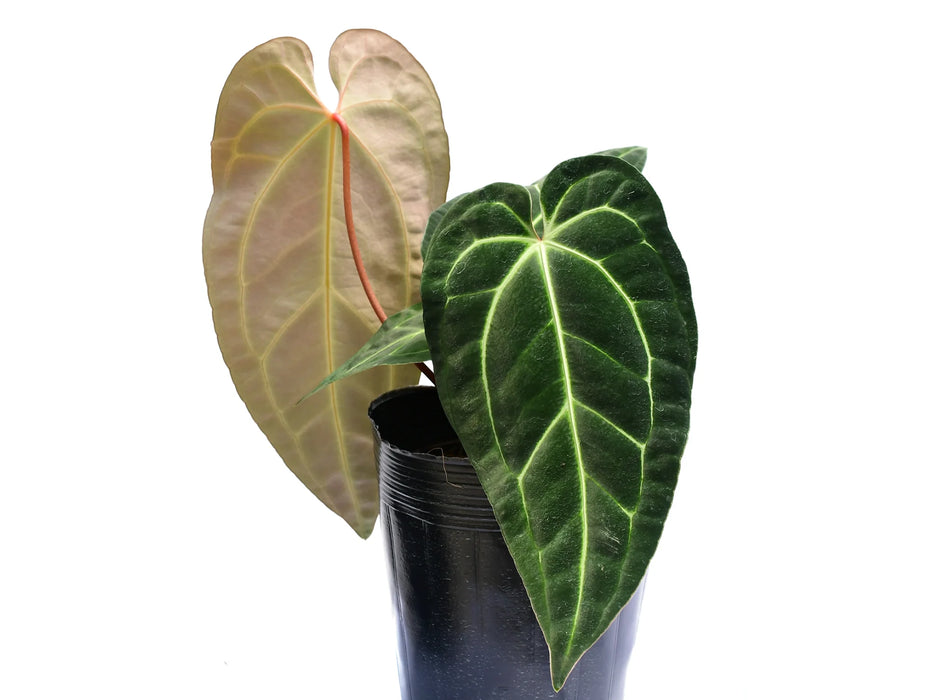 Anthurium Dr. Tom Croat