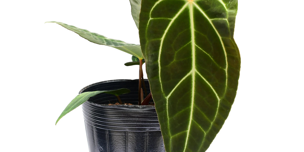Anthurium Dr. Tom Croat — Ecuagenera Orquídeas del Ecuador