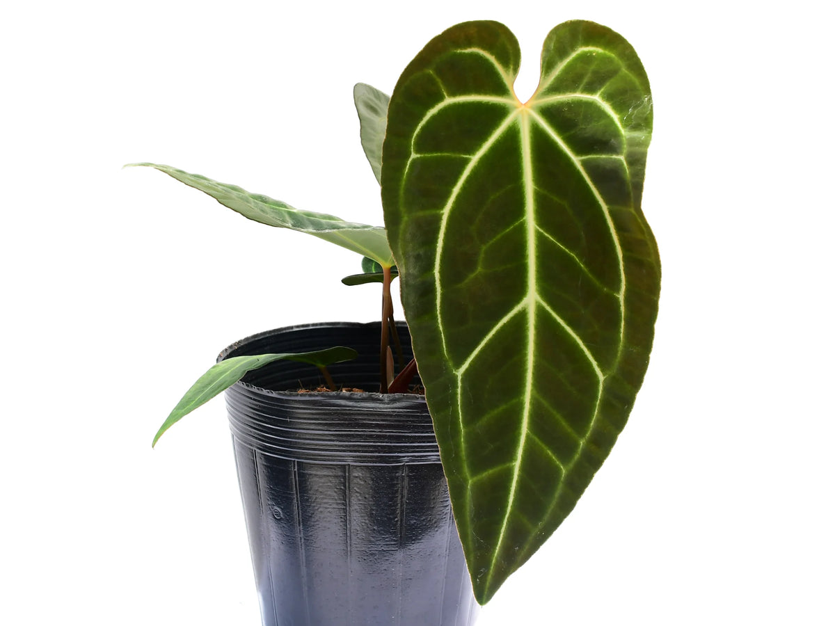 anthurium dortmund Anthurium Dr. Tom Croat