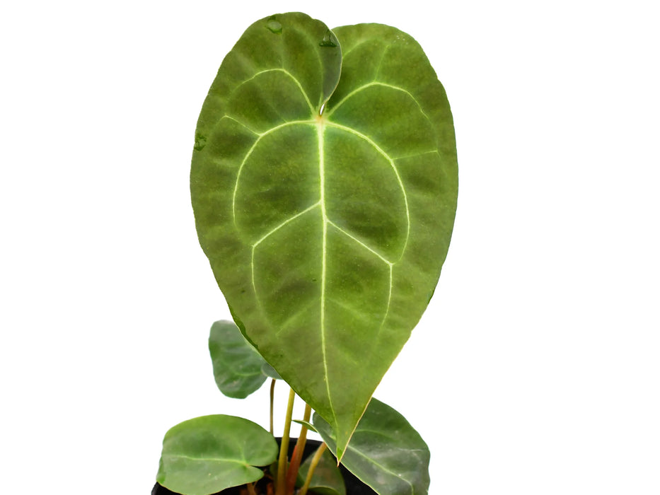 Anthurium Ecuagenera Green Soul