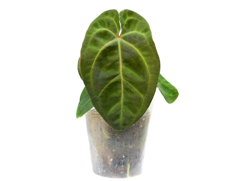 anthurium guatemala Anthurium Ecuagenera Green Soul — Ecuagenera Orquídeas del Ecuador