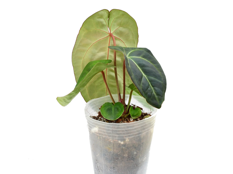 Anthurium Ecuagenera Green Soul 'Fantasy' Inverse crossing