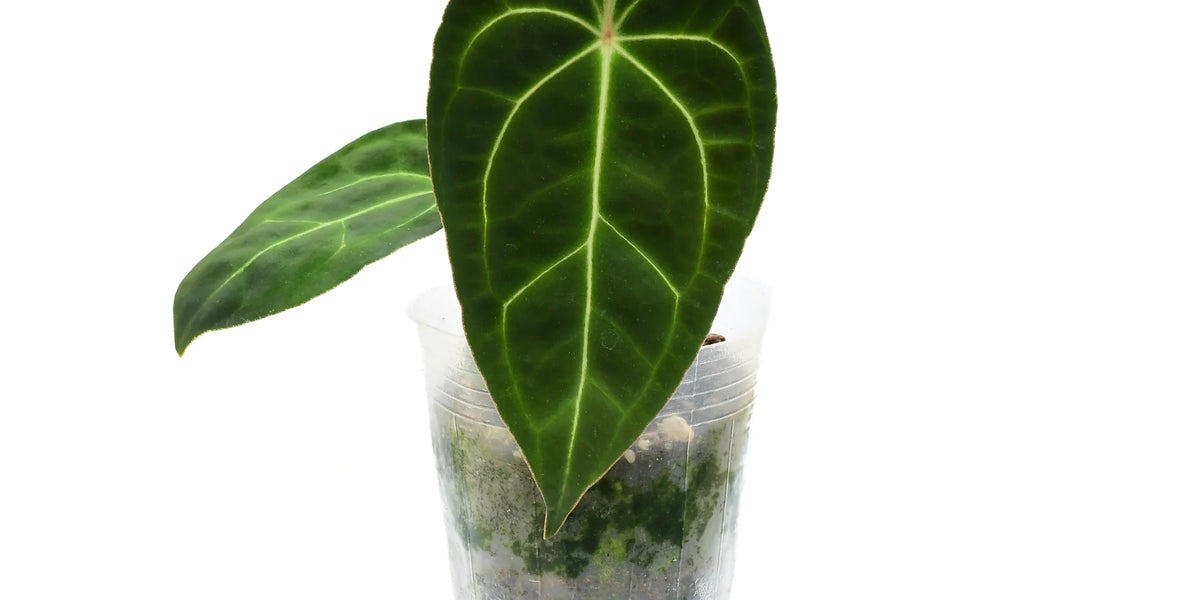 Anthurium Ecuagenera Green Soul 'Inverse crossing' — Ecuagenera ...