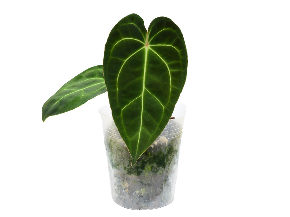 Anthurium Ecuagenera Green Soul 'Inverse crossing'