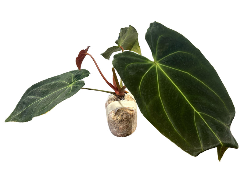 Anthurium Ecuagenera Green Soul 'Inverse crossing'