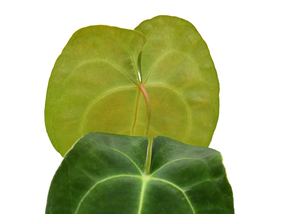 Anthurium Ecuagenera Green Soul