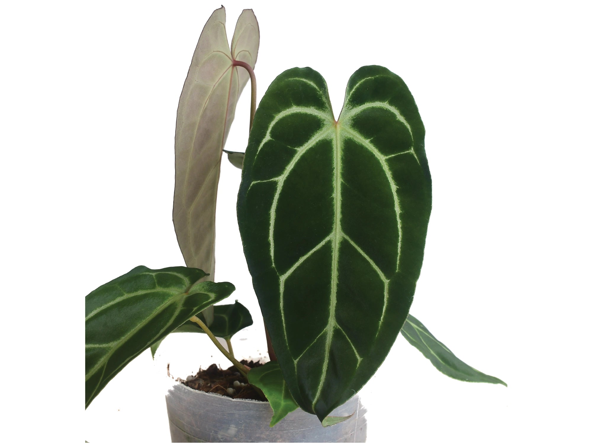 Anthurium Ecuagenera Green Soul  Anthurium Cuyabeno Soul    Anthurium \u2014 Ecuagenera Orqudeas  del Ecuador