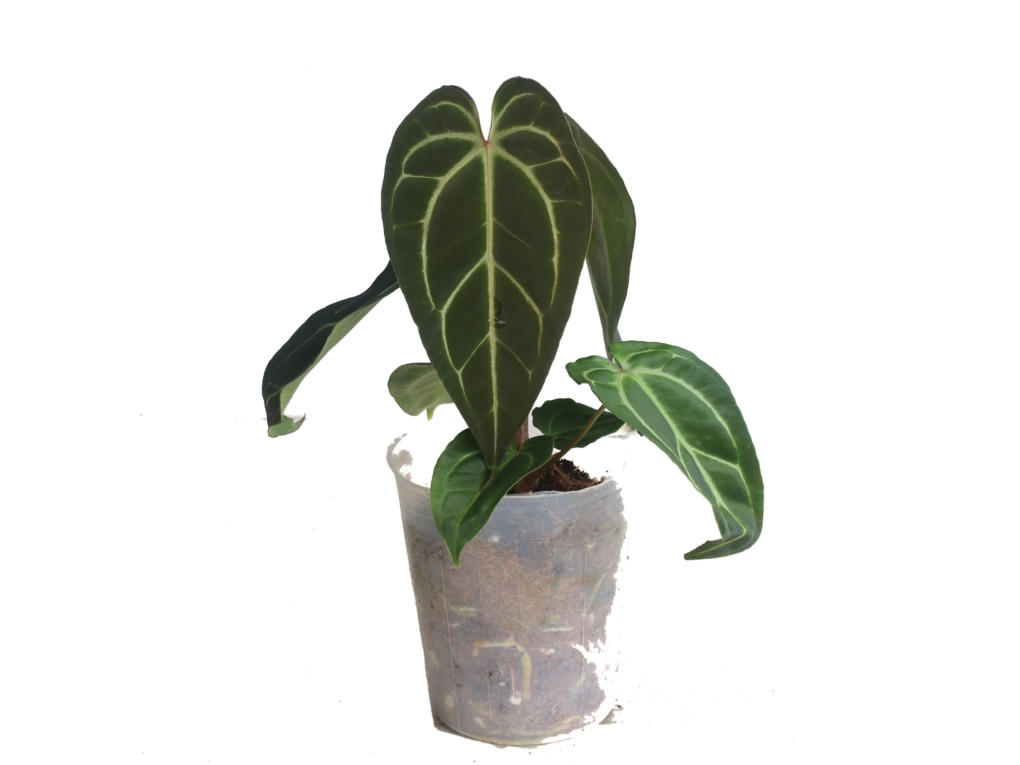 anthurium ecuagenera Anthurium Green Sky
