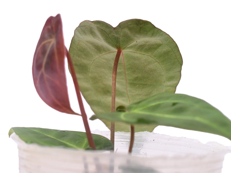 Anthurium Ecuagenera Green Soul x Anthurium forgetii