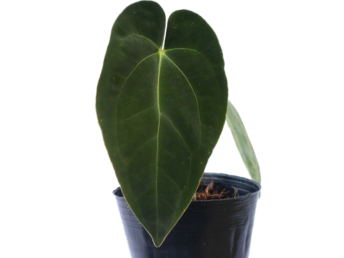 anthurium papillilaminum ecuagenera Anthurium Mariposa Soul
