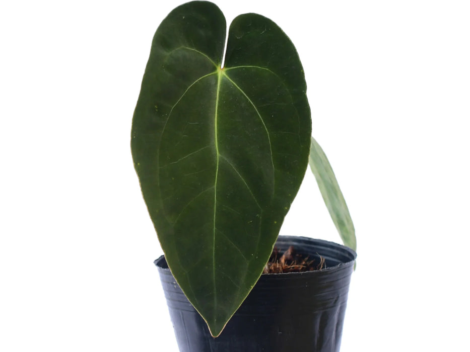 Anthurium Ecuagenera Green Soul x Anthurium papillilaminum