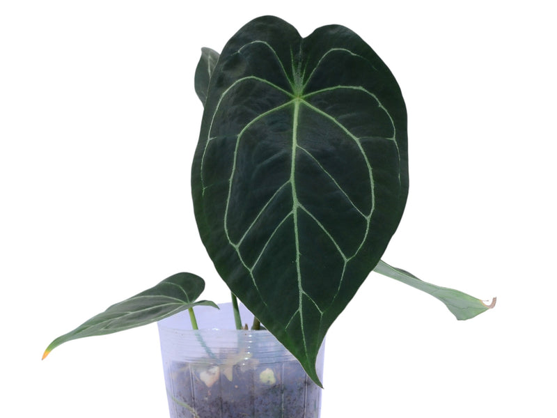 Anthurium Ecuagenera Jewel x Anth. forgetii