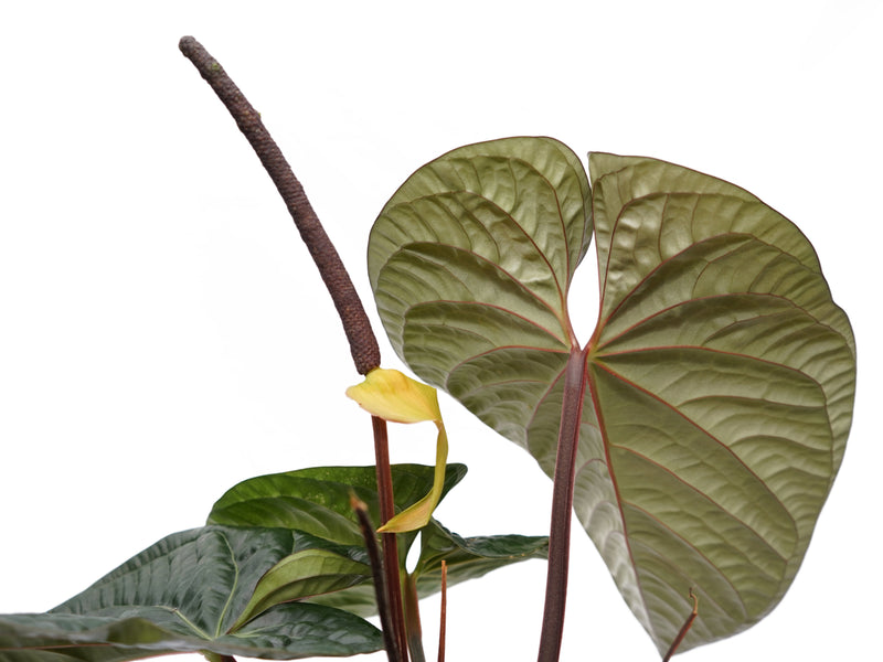 Anthurium Ecuagenera Jubilee
