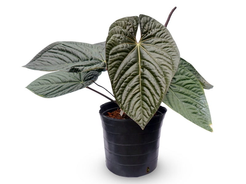 Anthurium Ecuagenera Jubilee
