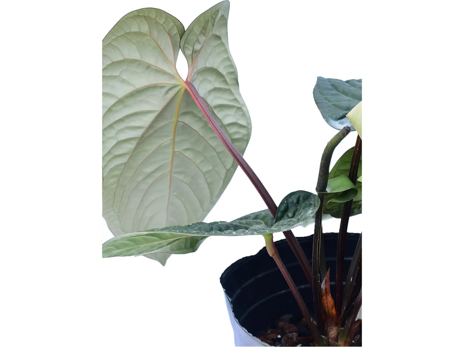 Anthurium Ecuagenera Jubilee