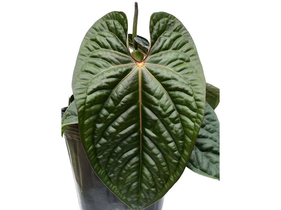 Anthurium Ecuagenera Jubilee