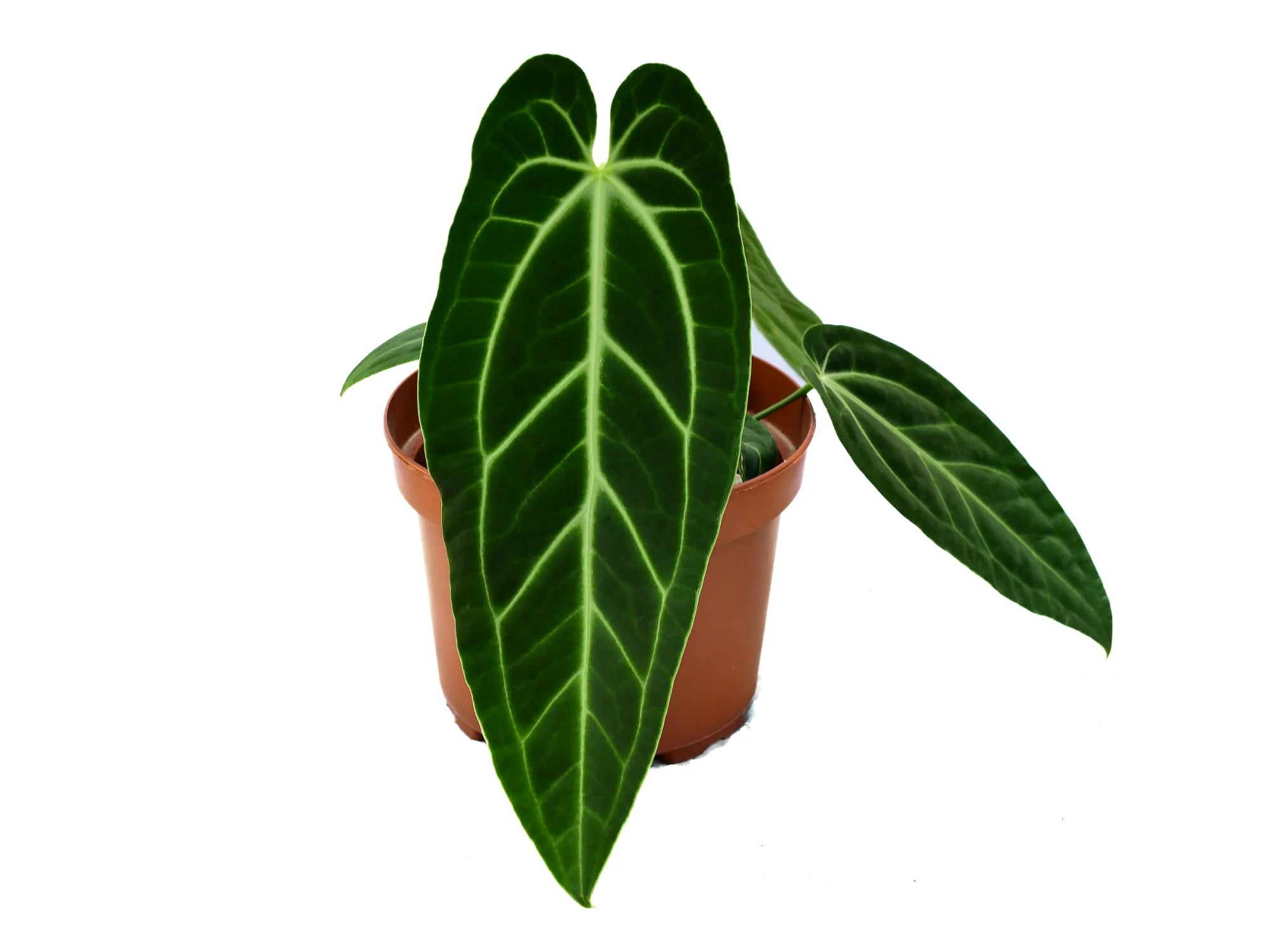 anthurium purple princess Anthurium Ecuagenera Princess