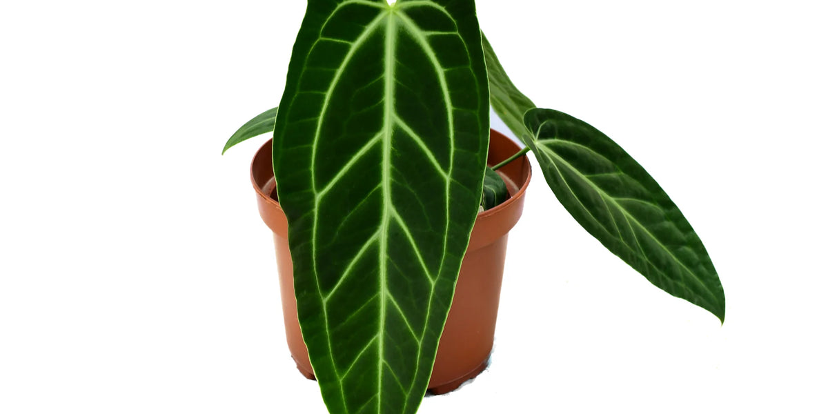 anthurium ecuagenera Anthurium Ecuagenera Princess