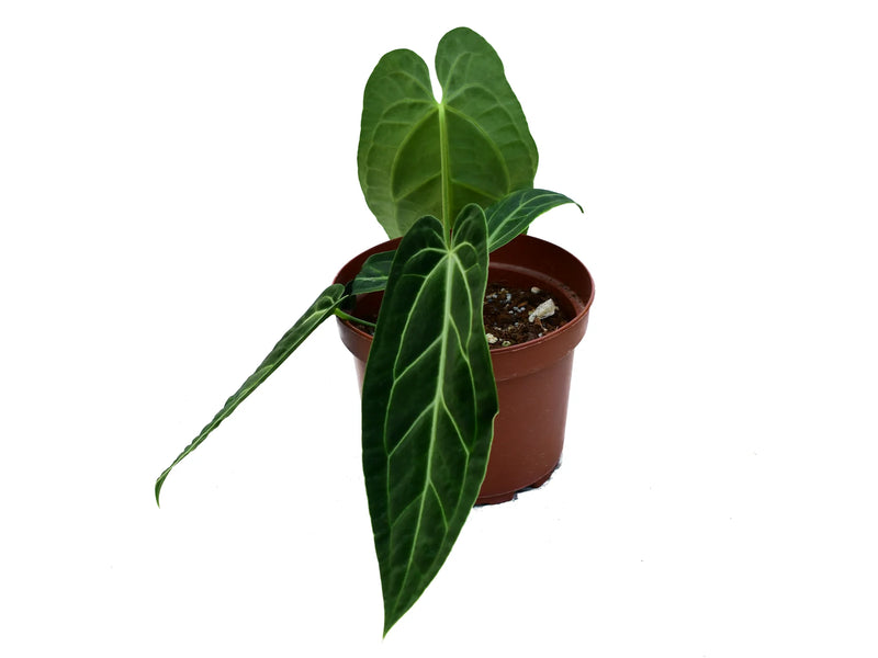 anthurium ecuagenera Anthurium Ecuagenera Princess