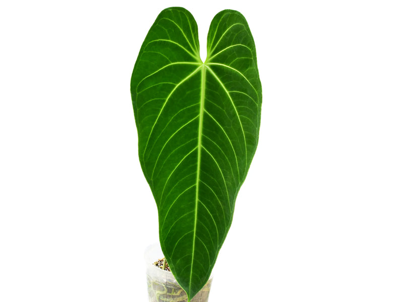 anthurium warocqueanum ecuagenera Anthurium Ecuagenera Queen